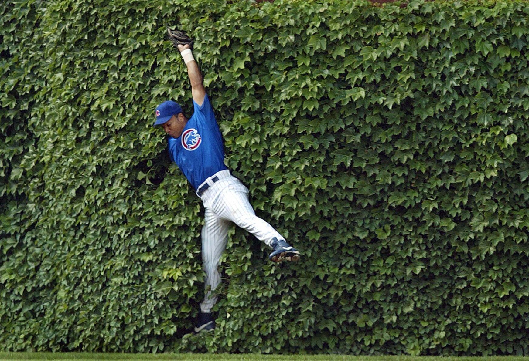 The Ivy